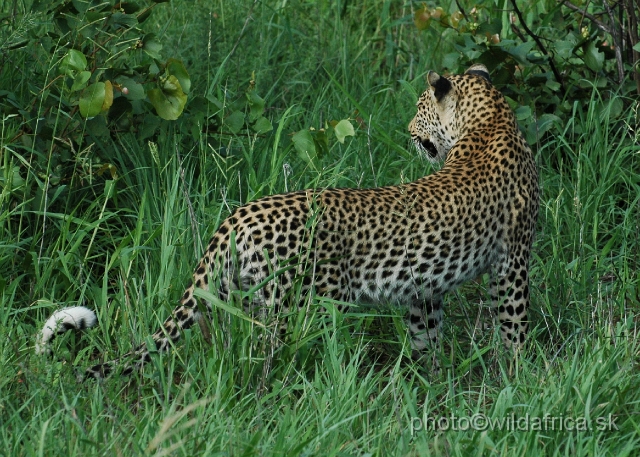 puku rsa 182.jpg - Meeting with leopard mother, near Babalala between Punda maria and Shingwedzi.